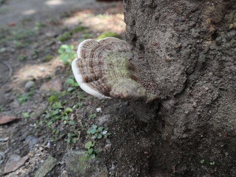 Close-up of a bracket fungus growing on the dead trunk and stump of an avocado tree in rural Java, Indonesia. Natural wood-decaying fungus contributing to decomposition and forest nutrient cycling.