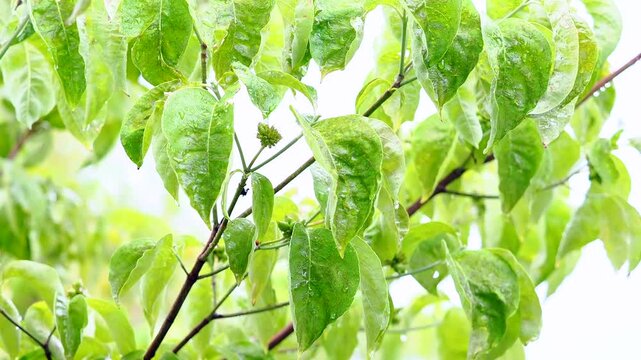 雨の風景。樹木の葉っぱが濡れている様子。水滴。雨粒。風に揺れる枝。（音声無し）