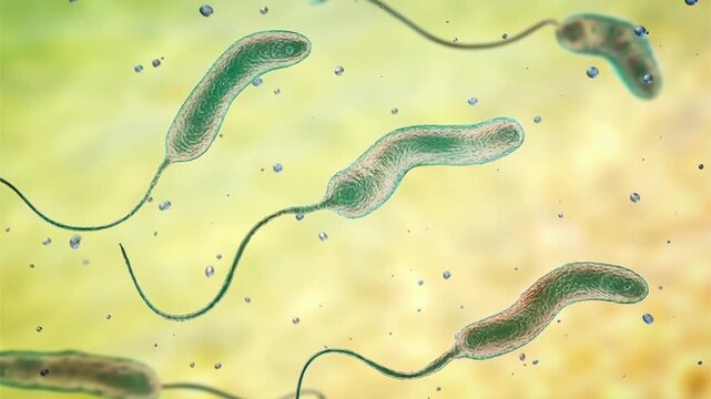 Vibrio cholerae bacterium, 3D animation showing curved comma-shaped Gram-negative cell with single polar flagellum.