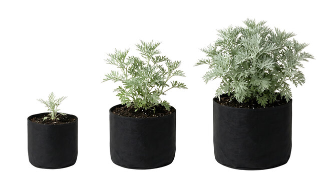 Three silvery-leafed plants in black fabric pots, showing different stages of growth against a white background.