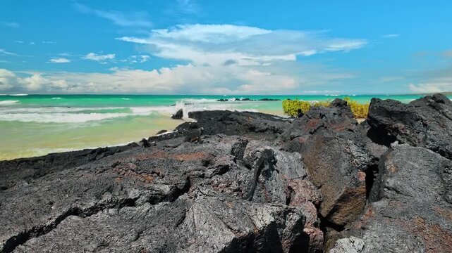 Marine iguanas resting on lava coast beside Isabela Island. Wide view of dark reptiles on volcanic rock with turquoise water, breaking waves and blue sky.
