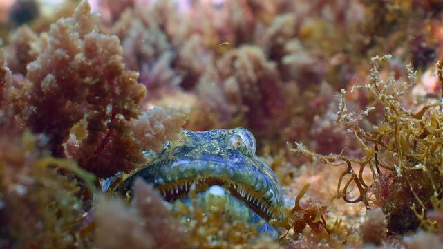 Macro close-up of an Atlantic Lizardfish camouflaged among rocky reef algae.