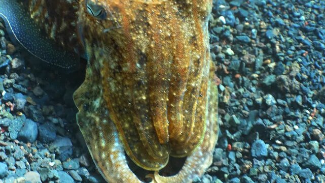 : Pan motion capturing one hidden mollusk and another swimming backward.