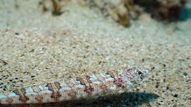 Juvenile lizardfish gliding over sandy bottom followed by camera until it buries and camouflages completely into the seabed.