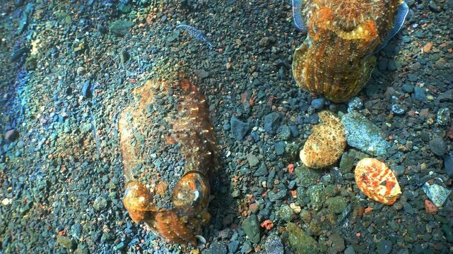 Gentle tracking glide revealing a pair of camouflaged cephalopods on the seafloor.