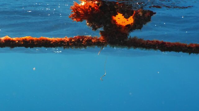 Detailed view of a single, rusty fishing hook snagged on a thick rope connected to a marine buoy in clear water.