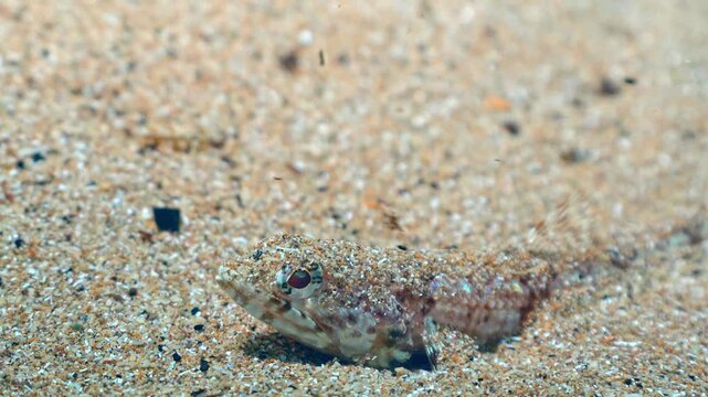 Macro shot of juvenile lizardfish partially buried in sandy seabed captured as the camera slowly elevates for a revealing view.