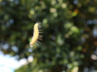 A hairy caterpillar suspended from its self-produced silk thread while moving through tropical vegetation in rural Java, Indonesia. Natural insect behavior with blurred green background and copy space © Ismoyojati kla10