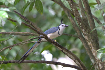 Fototapeta premium White-throated Magpie Jay (Cyanocorax formosus) perched on a tree branch. Taken in Copan Ruinas, Honduras.