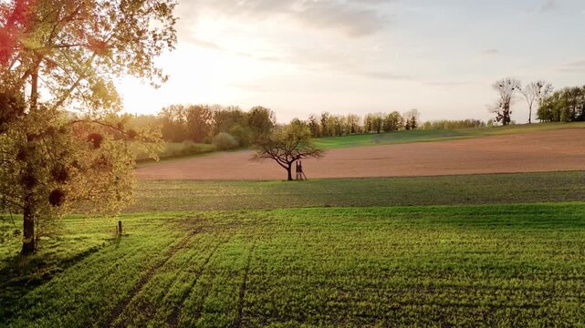 Cinematic drone flight toward a solitary oak tree in a rural field during golden hour. Warm sunset light illuminates the farmland, with poplar trees and a small cabin creating a peaceful countryside s