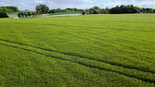 Aerial drone flyover of a lush green barley field with wind creating smooth wave-like patterns across the vegetation, showcasing natural motion and agricultural landscape.