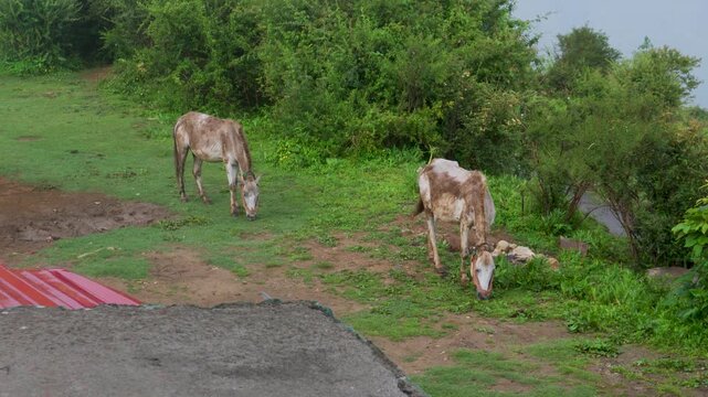 Two mules grazing hillside countryside Uttarakhand India