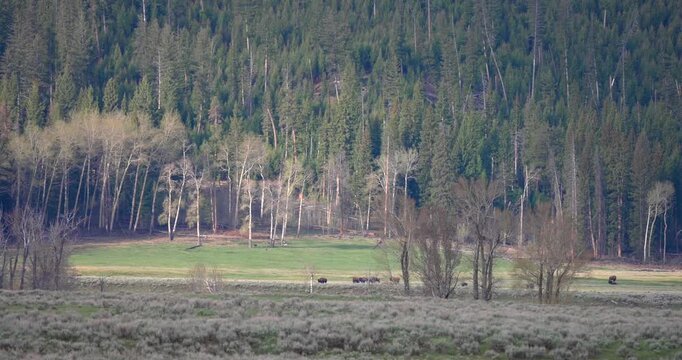 Wide valley landscape shot of a bison herd gathering to protect young calves while a pack of wolves passes nearby. Rare wildlife footage capturing natural defensive behavior in the wild.