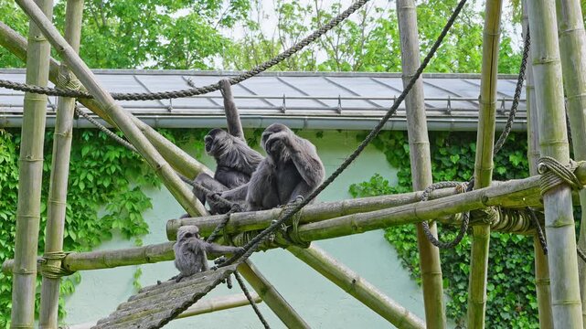 Silvery gibbon, Hylobates moloch. The silvery gibbon ranks among the most threatened species.
