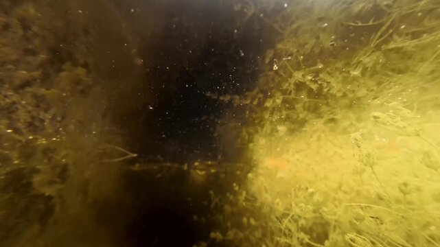 Unidentified Aquatic Insect Below Water Surface Then Darting Away Fast