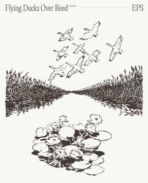 Flock Of Ducks Flying Above Reed Lined Channel With Water Lilies On Pond Surface, Hand Drawn Sketch Wetland Landscape Illustration