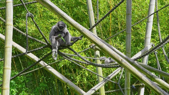 Silvery gibbon, Hylobates moloch. The silvery gibbon ranks among the most threatened species.