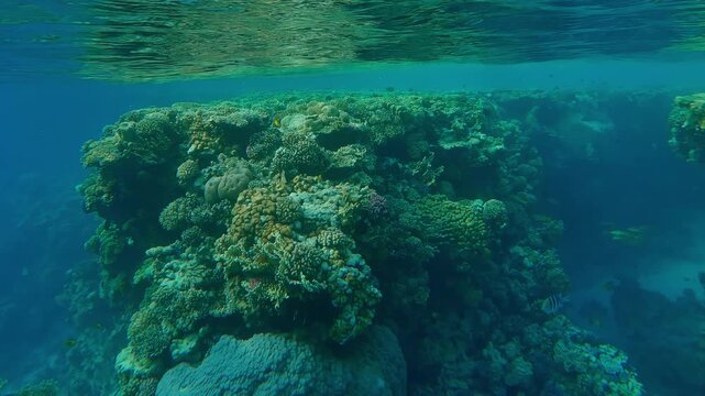 Cape of flat-top on shallow coral reef cliffs steep vertical wall, reflected on the water surface with ripples, near the reef crest swimming a lot of tropical colorful fish of different species