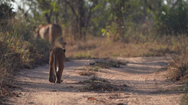 A lion cub gets up and follows the rest of the pride walking off in the distance, Sabi Sands Game Reserve, South Africa.