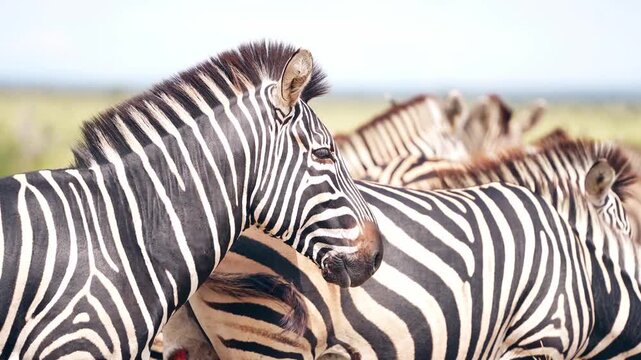 Closeup of a plains zebra's head while the rest of the herd is standing in the background, Kruger National Park, South Africa.
