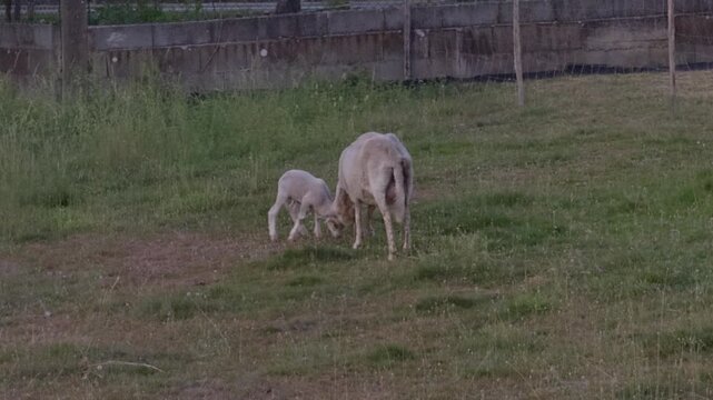 A lamb and ewe graze in a peaceful field at dusk, captured in a wide shot with natural, soft lighting for serene agricultural stock footage.