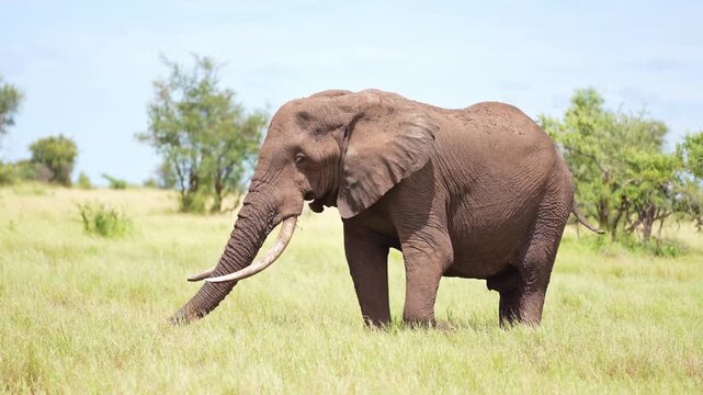 A huge African elephant bull with massive tusks is grazing in the green grassland of Kruger National Park, South Africa.