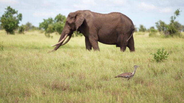 While a huge African elephant bull with massive tusks is grazing in the background, a kori bustards walk by through the green grassland in the foreground, Kruger National Park, South Africa.