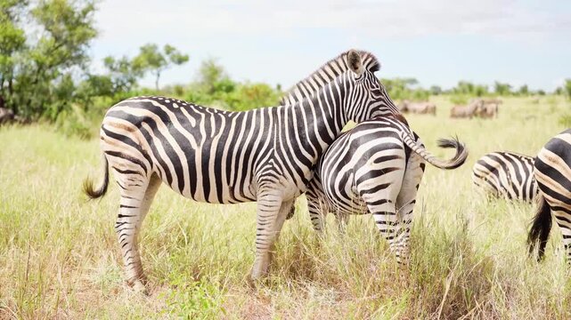 A plains zebras resting its head on the back of another individual while standing in the green grass in Kruger National Park, South Africa.