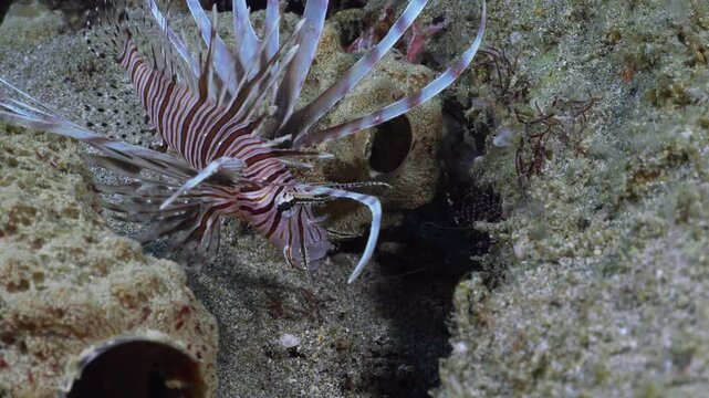 A Red Lionfish (Pterois volitans) yawning with it's head down. Filmed in Anilao, Philippines