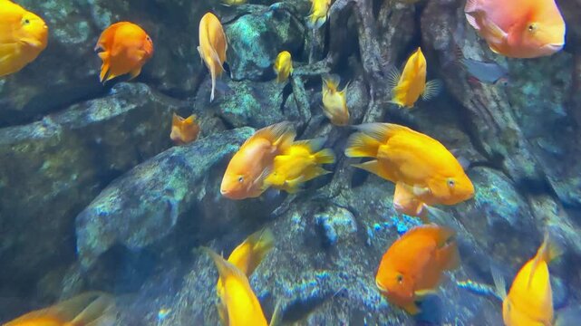Bright orange blood parrot cichlid swimming in a freshwater aquarium. Decorative tropical fish close-up against a background of rocks.