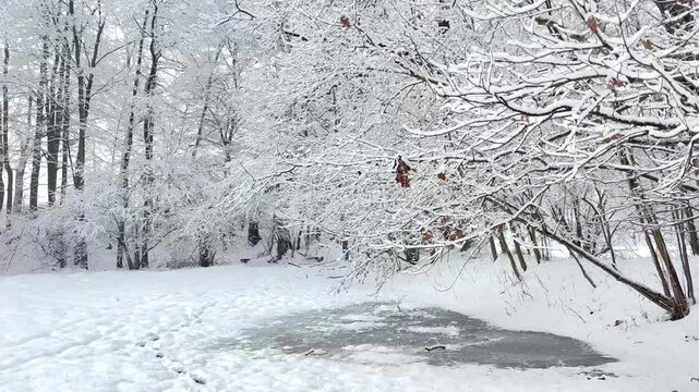 Walking through a snowy winter forest with snow-covered trees and frozen puddles. Peaceful handheld nature footage with crisp footsteps on snow in a tranquil woodland landscape.