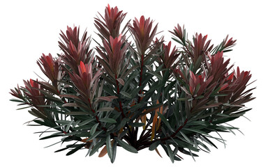 Fototapeta premium Red New Zealand Tea Tree Isolated PNG, Evergreen Ornamental Shrub, Transparent Background