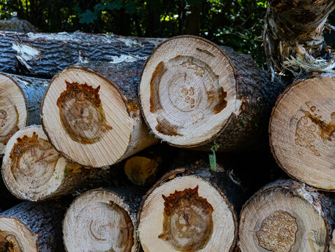 Stacked Freshly Cut Tree Logs Showing Natural Growth Rings and Wood Grain, Forestry Timber Detail with Rustic Organic Texture and Circular Patterns