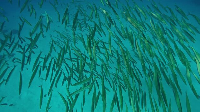 Top view of a large school of Yellowtail Barracuda, Sphyraena flavicauda forming a ball swims over a sandy seabed in the daylight, slow motion, close-up