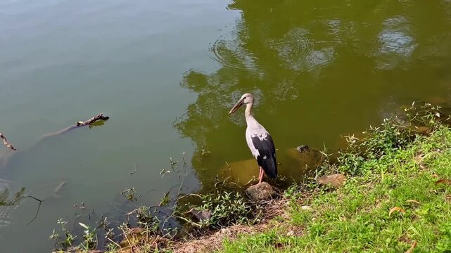 An Indian openbill stork (Anastomus oscitans) stands by the shore of a pond, carefully surveying its surroundings. This video is suitable for topics such as wildlife, ornithology, biodiversity.