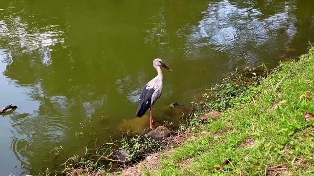 An Indian openbill stork (Anastomus oscitans) slowly moves along the shore in search of prey. This video is suitable for topics such as animal behavior, food chains, ecology, wildlife, and ornithology