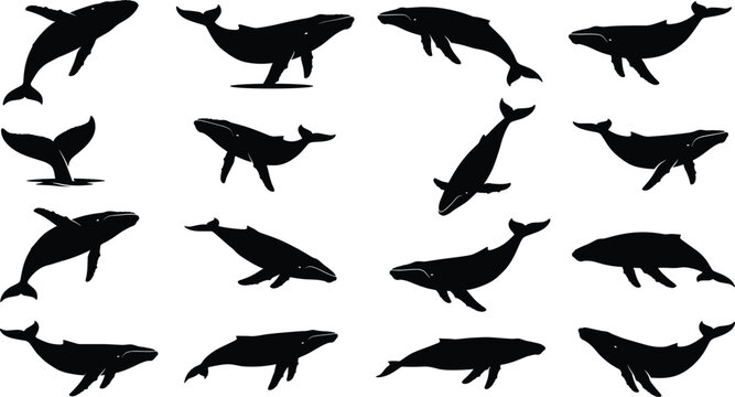 Humpback whale silhouettes set isolated on white background, marine life vector elements for design