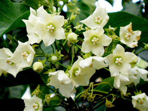Vallaris Solanacea or Bread flower plant with flower and buds image