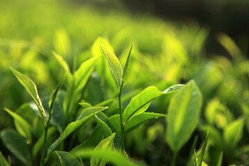 Fresh green tea leaves illuminated by warm morning sunlight in a tea plantation © AJay