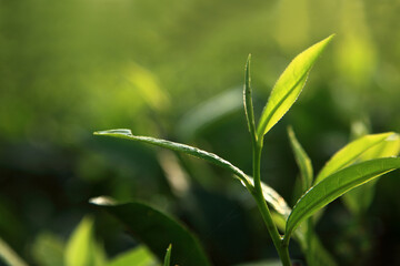 Fresh green tea leaves illuminated by warm morning sunlight in a tea plantation © AJay