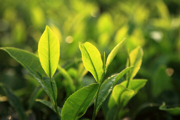 Fresh green tea leaves illuminated by warm morning sunlight in a tea plantation © AJay