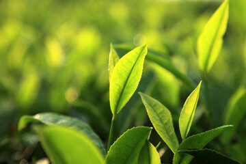 Fresh green tea leaves illuminated by warm morning sunlight in a tea plantation © AJay
