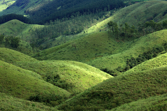 Sunlit rolling grass-covered hills and evergreen forests in Gavi, Kerala, India, nestled within the biodiverse Western Ghats mountain range