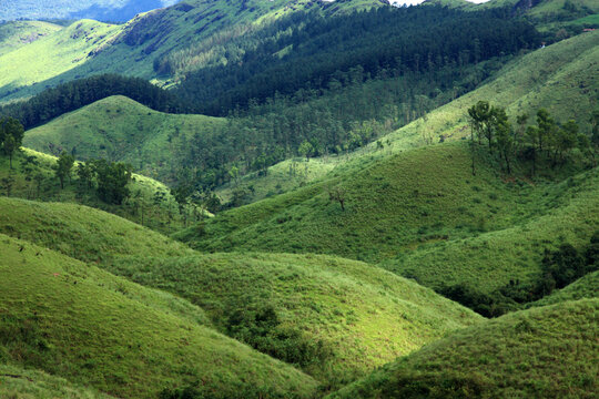 Sunlit rolling grass-covered hills and evergreen forests in Gavi, Kerala, India, nestled within the biodiverse Western Ghats mountain range