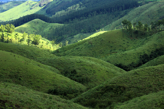 Sunlit rolling grass-covered hills and evergreen forests in Gavi, Kerala, India, nestled within the biodiverse Western Ghats mountain range