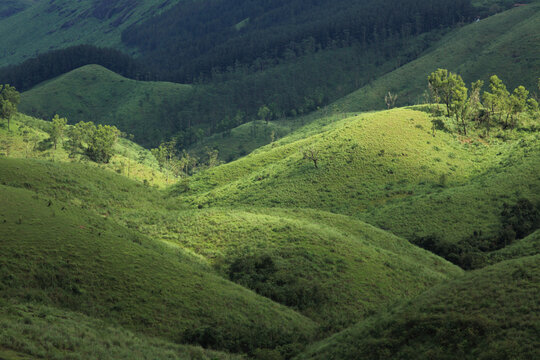 Sunlit rolling grass-covered hills and evergreen forests in Gavi, Kerala, India, nestled within the biodiverse Western Ghats mountain range