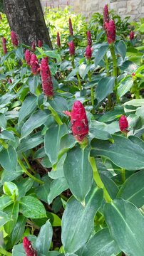 4K Video Red Spiral Ginger Costus in Tropical Garden