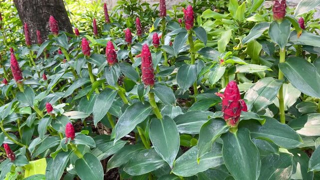 4K Video Red Spiral Ginger Costus in Tropical Garden