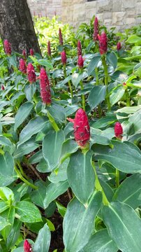 4K Video Red Spiral Ginger Costus in Tropical Garden