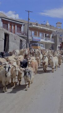 Vertical View of Goats Walking at Tso Moriri, Ladakh